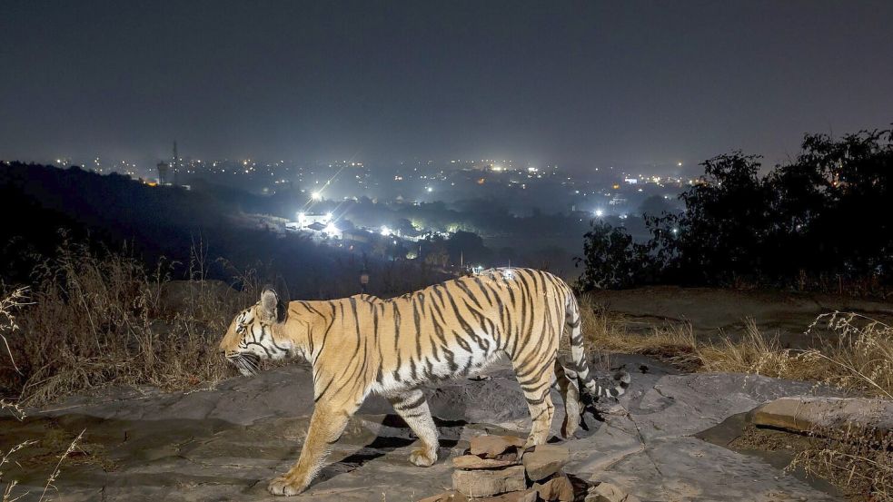 Ein Tiger bewegt sich außerhalb der indischen Stadt Bhopal. Foto: Yashpal Rathore/Science/dpa