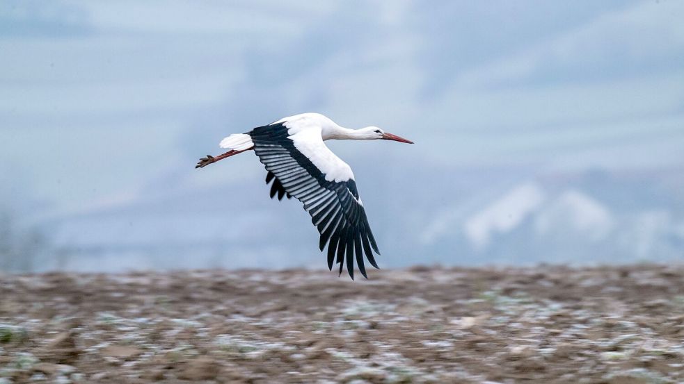 Viele Störche ziehen im Winter nur noch bis Spanien oder Südfrankreich und sind bei günstiger Wetterlage schnell zurück in den Brutgebieten. Foto: Pia Bayer/dpa