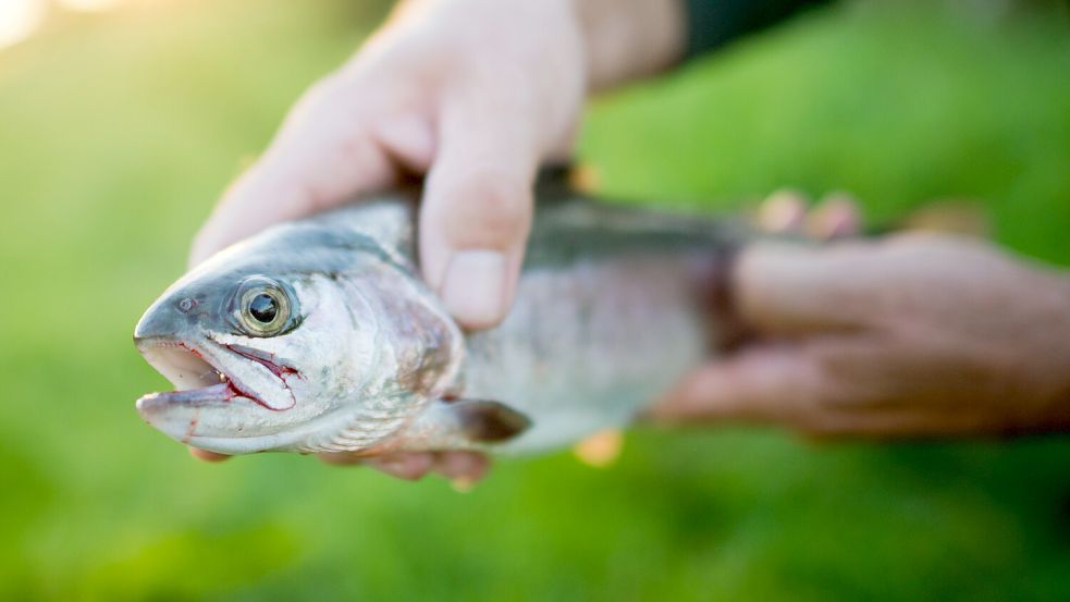 Verurteilt wegen Fischwilderei: Ein Mann soll in Rhauderfehn unbefugt sieben Angeln ausgelegt haben. Foto: Stratenschulte/dpa