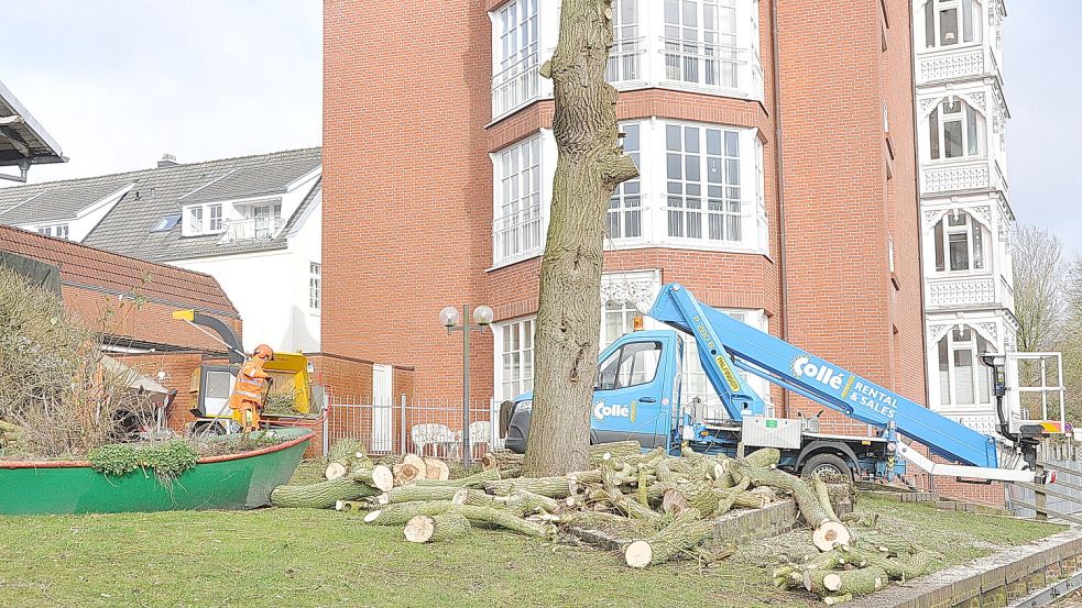 Die große Hängeweide direkt an der Uferpromenade wurde gefällt. Foto: Wolters