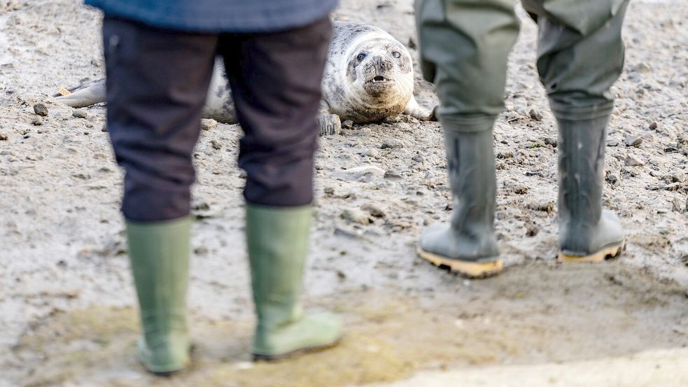 Richtung Wasser wollten sich die vier Kegelrobben nur langsam bewegen. Foto: Axel Heimken/dpa