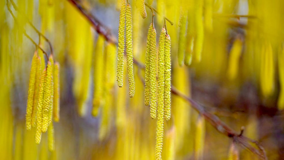 Menschen mit einer Haselpollen-Allergie könnten bereits Symptome spüren. Foto: Patrick Pleul/dpa