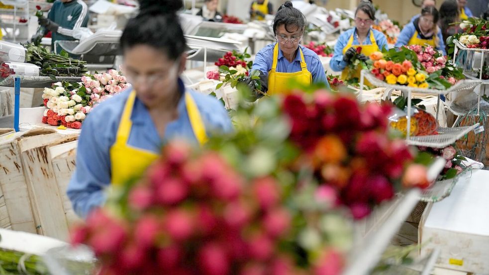 Auch in Kolumbien werden Schnittblumen produziert. (Archivbild) Foto: Fernando Vergara/AP/dpa