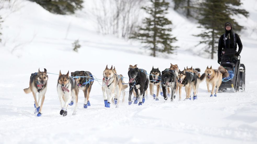 Wegen Schneemangels in Alaska wird die Iditarod-Rennroute in diesem Jahr geändert. (Archivbild) Foto: Christy Prosser/ZUMA Press Wire/dpa