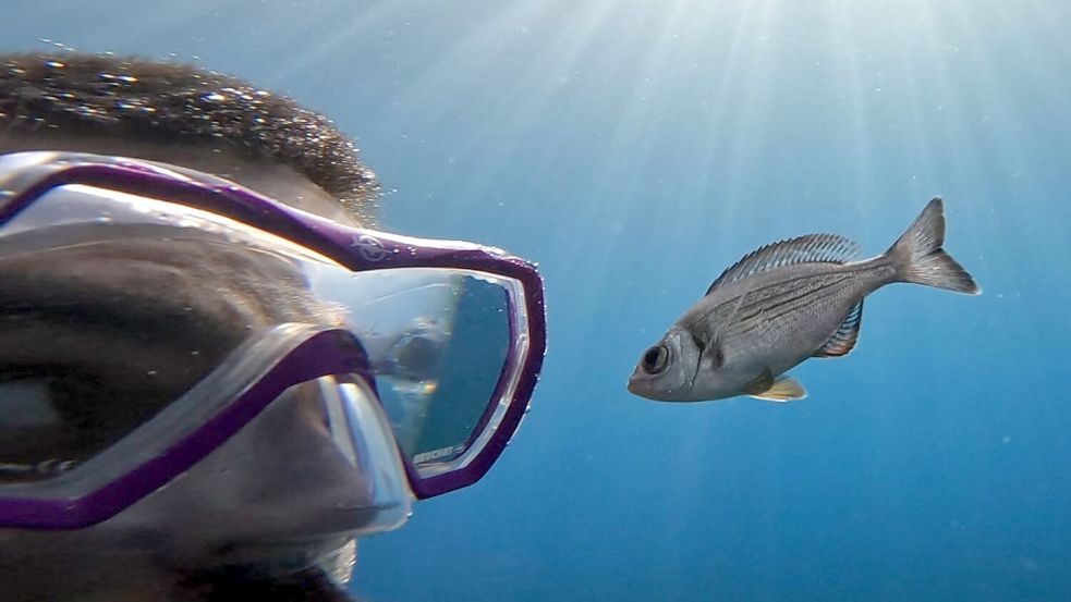 Gibt es Leckereien zu holen, folgen manche Fische Tauchern hartnäckig. Foto: -/Maëlan Tomasek/dpa