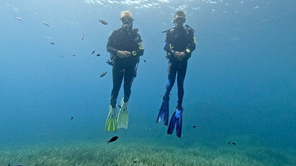 Die Fische scheinen Taucher anhand von Farbmerkmalen ihrer Ausrüstung zu erkennen. Foto: -/Behavioural Evolution Lab /Max Planck Institute of Animal Behavior/dpa