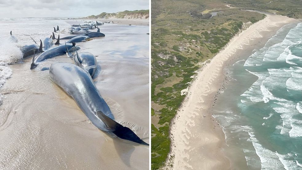 Es war die erste Strandung dieser Spezies seit 50 Jahren. Foto: Supplied/DEPARTMENT OF NATURAL RESOURCES AND ENVIRONMENT TASMANIA/AAP/dpa