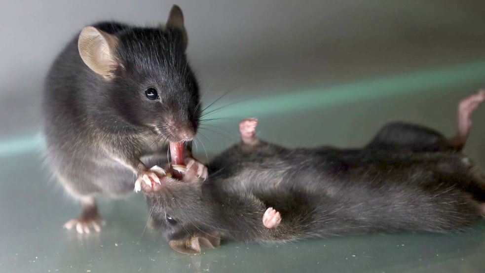 Mäuse kümmern sich um vertraute, bewusstlose Artgenossen. Sie lecken etwa am Fell und ziehen auch schon mal die Zunge ein Stück heraus. Foto: Wenjian Sun And Guang-Wei Zhang/dpa