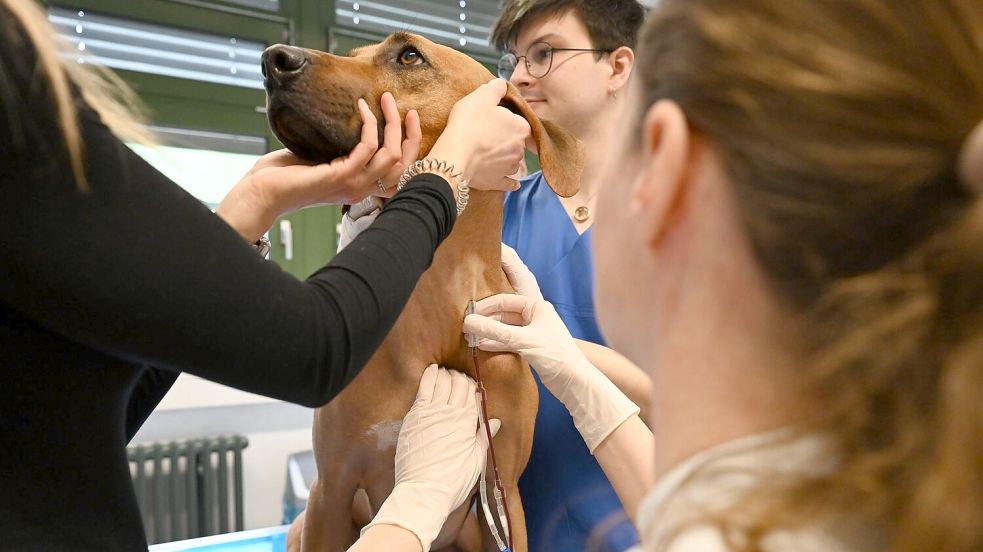 Je größer der Hund, desto mehr Blut kann man abnehmen. Sami spendet um die 300 Milliliter. Foto: Elisa Schu/dpa