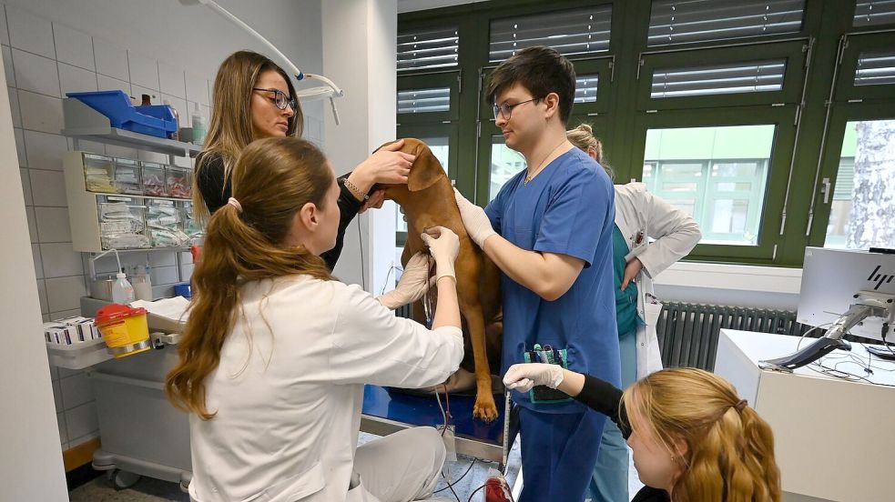 Beim Einstich hat Sami nicht mal gezuckt. Foto: Elisa Schu/dpa