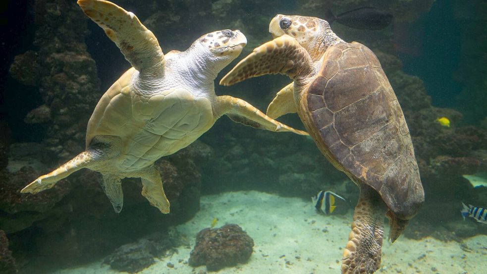 Unechte Karettschildkröten leben in fast allen gemäßigten und subtropischen Regionen des Atlantiks, Pazifiks und Indischen Ozeans sowie im Mittelmeer. (Archivbild) Foto: picture alliance / dpa