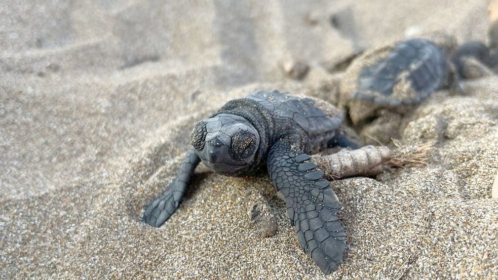 Unechte Karettschildkröten machen sich nach dem Schlüpfen auf den Weg zum Meer. Foto: -/Society for Protection of Turtles/dpa