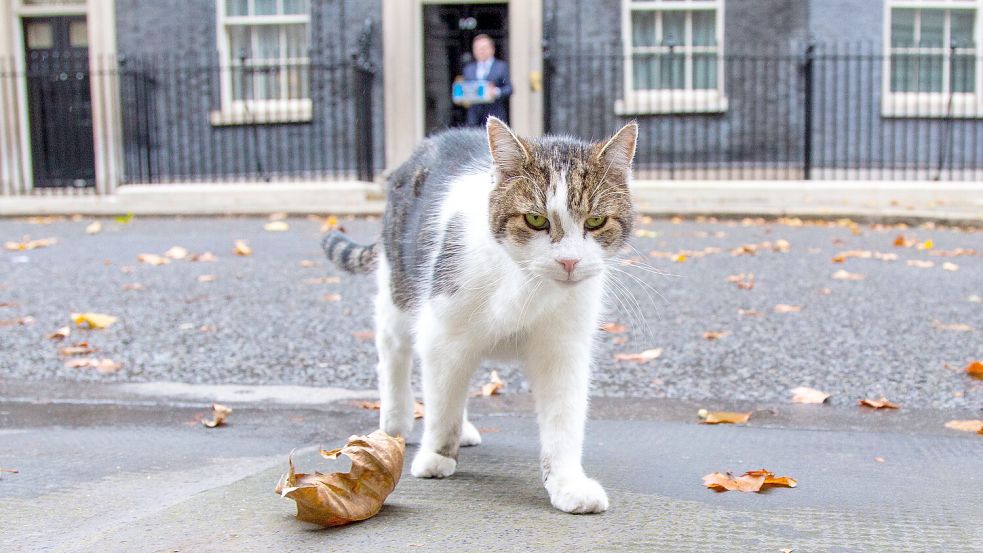 Larry, der Kater von Downing Street 10, wohnt im Amtssitz des britischen Premiers. In Niedersachsen kommt sein Kollege Sammy nun groß raus. Foto: DPA/Tayfun Salci