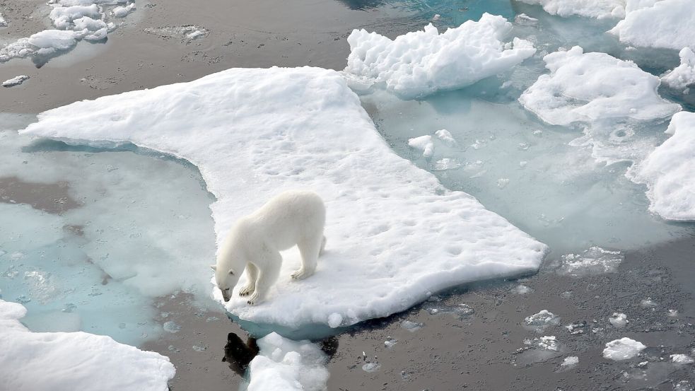 ILLUSTRATION. Ein Eisbär steht im Nordpolarmeer auf eine Eisscholle. Foto: Ulf Mauder/dpa