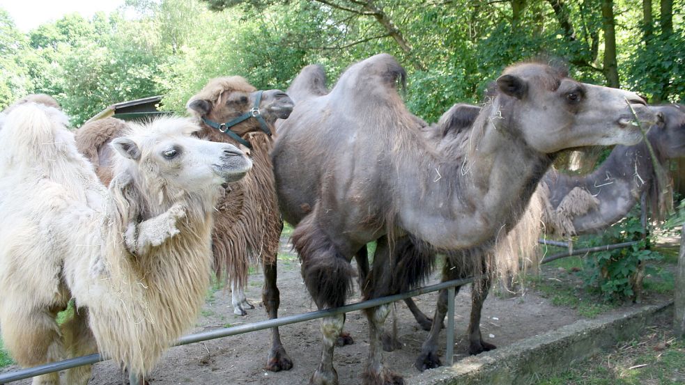 Eine Gruppe Trampeltiere im Tierpark schaut neugierig auf die Besucher. Foto: Martin Pille