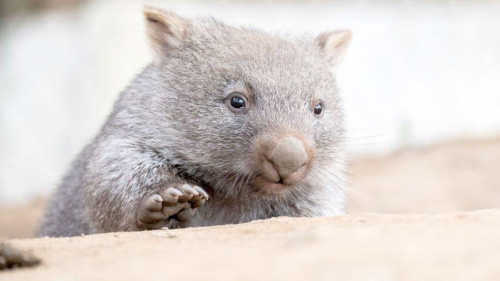 Tierschützer fürchten, dass das Wombat-Baby bei der Aktion verletzt wurde. (Symbolbild) Foto: Julian Stratenschulte/dpa