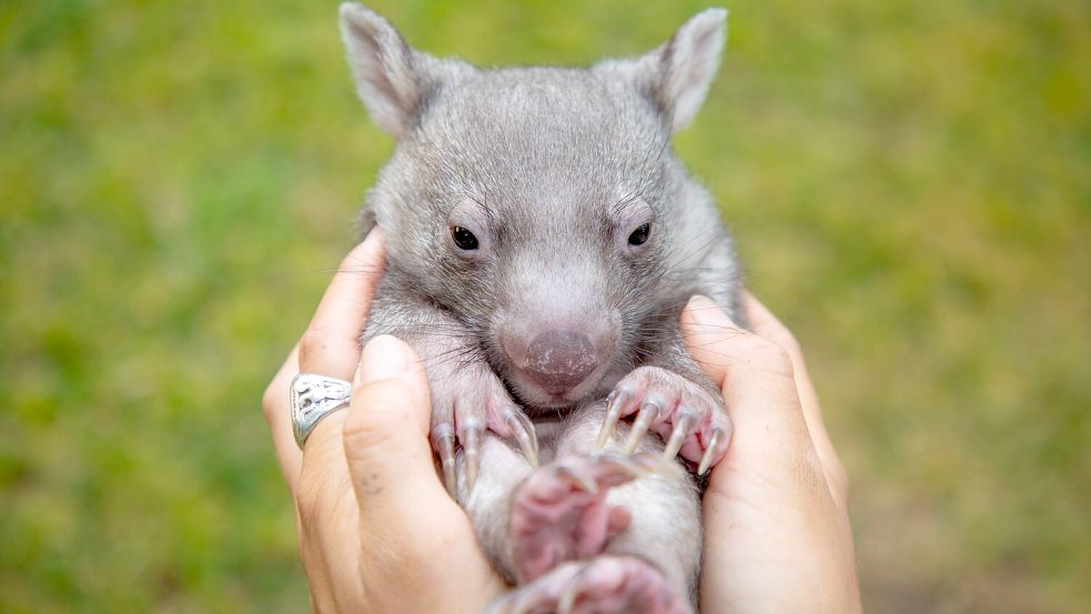 Wombats gehören zu den Tierarten, die nur in Australien vorkommen. Dementsprechend sind sie ein beliebtes Fotomotiv, vor allem für Touristen. Foto: IMAGO/Cover-Images