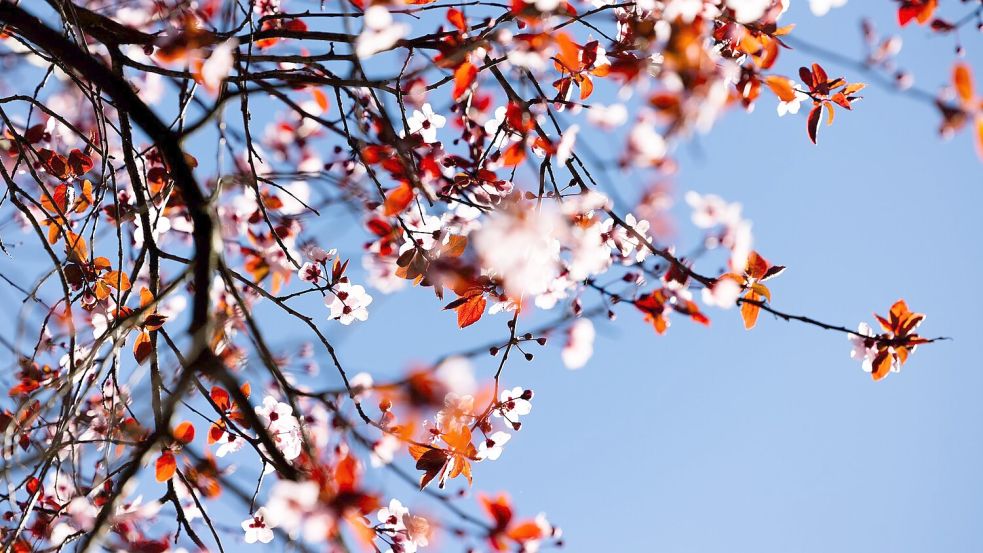 Der kalendarische Frühlingsanfang am Donnerstag wird vielerorts sonnig. Foto: Rolf Vennenbernd/dpa