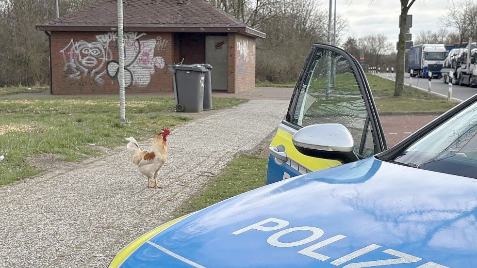 Hahn „Hermann“ ist polizeibekannt. Foto: Polizei/Archiv