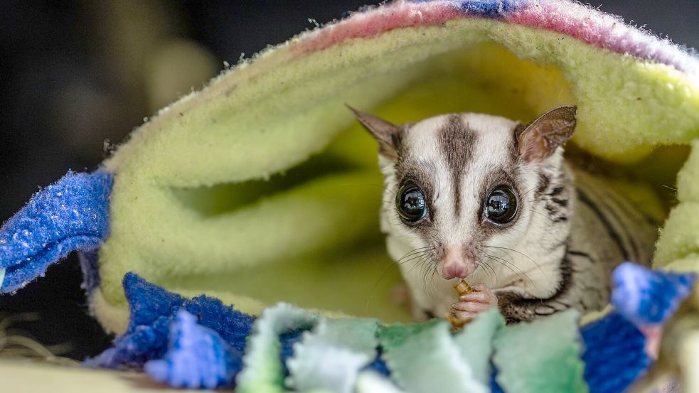 Tierschützer raten davon ab, Sugar Glider privat zu halten. Foto: Marc Jeworrek/Deutscher Tierschutzbund/dpa