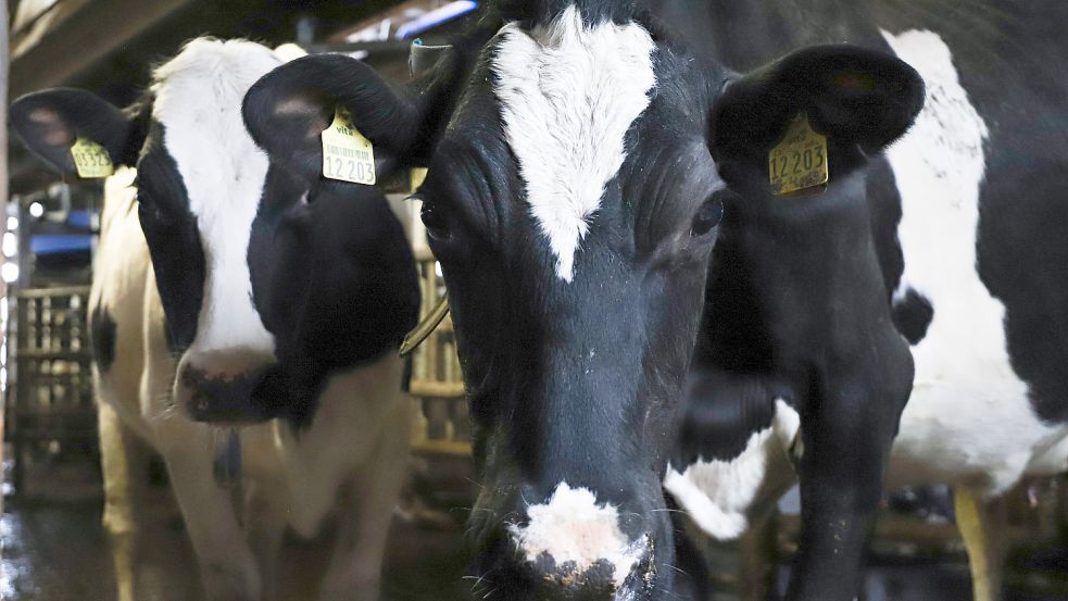 Wo Die Milch Aus Der Region Herkommt - General-Anzeiger