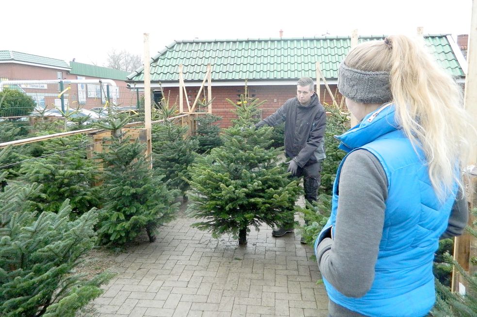 O Tannenbaum aber welcher? GeneralAnzeiger